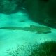24- Requin-leopard 